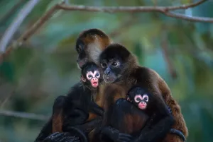 Nature Photography Animals Stampe: Spider monkeys