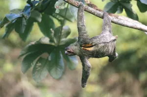 Bradypus Variegatus Images Stampe: Three-toed Sloth