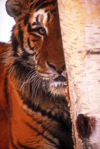 Big Cat Species Stampe: Tiger