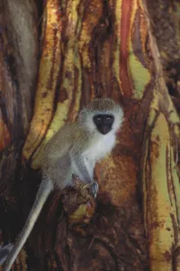 Tree Dwelling Monkeys Stampe: Vervet Monkey