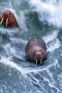 Alaska Wildlife Stampe: Walrus