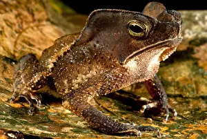 South American Frogs Stampe: Mitred Toad or Amazonian Leaf Toad