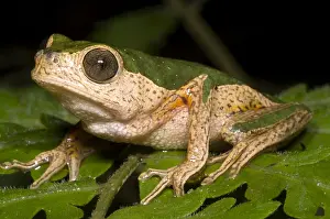 Amazon Rainforest Wildlife Stampe: Monkey Frog
