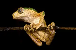 Amazon Basin Wildlife Stampe: Monkey Frog