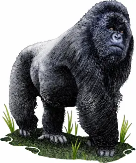 African Wildlife Art Stampe: Mountain gorilla