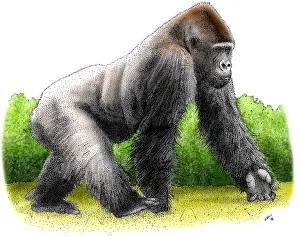 East African Mammals Stampe: Mountain Gorilla