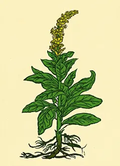 Verbascum Thapsus Stampe: Mullein
