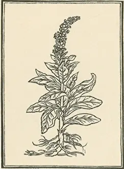 Verbascum Thapsus Stampe: Mullein