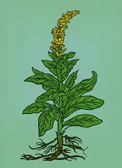 Verbascum Thapsus Stampe: Mullein