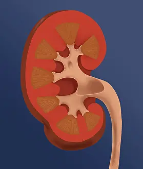Human Kidney Anatomy Stampe: Normal Human Kidney