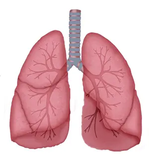 Respiratory System Artwork Stampe: Normal lungs