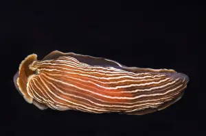 Nature Animal Pictures Stampe: Nudibranch