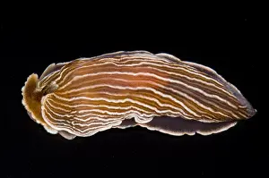 California Marine Life Stampe: Nudibranch