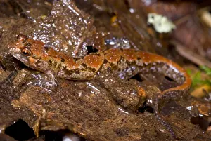 Mountain Wildlife Stampe: Ocoee Salamander