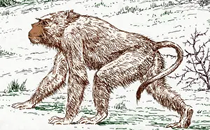Old World Monkey Stampe: Old World Monkey, Extinct Animals