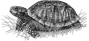 Reptile Illustrations Stampe: Ornate Box Turtle