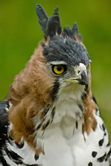Close Up Bird Photos Stampe: Ornate Hawk Eagle