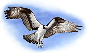 Osprey Bird Stampe: Osprey