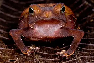 Peruvian Wildlife Stampe: Para Toad