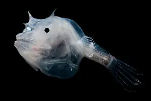 Deep Sea Creatures Stampe: Phantom Anglerfish