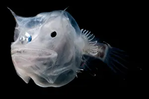 Deep Sea Fish Stampe: Phantom Anglerfish