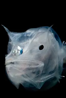 Deep Sea Fish Stampe: Phantom Anglerfish