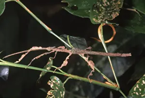 Tropical Forest Fauna Stampe: Phasmid