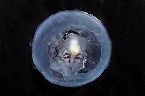 Deep Sea Creatures Stampe: Phronima
