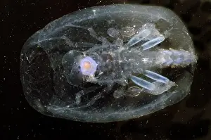 Deep Sea Creatures Stampe: Phronima