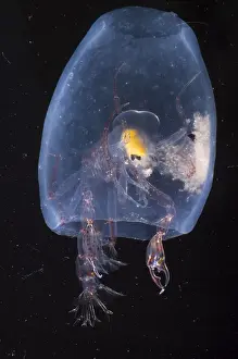 Deep Sea Creatures Stampe: Phronima