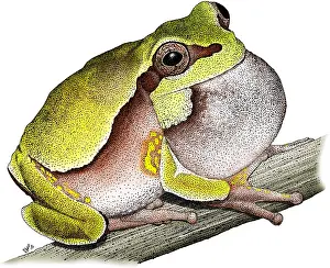 American Wildlife Art Stampe: Pine Barrens Treefrog