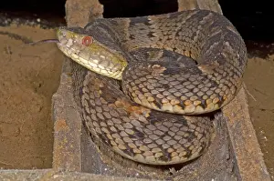 Pit Viper Species Stampe: Pit Viper