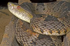 Pit Viper Species Stampe: Pit Viper