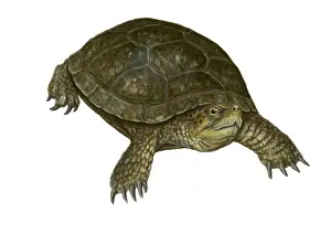 Reptile Illustrations Stampe: Pond Turtle