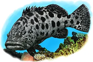 Tropical Reef Fish Stampe: Potato Cod