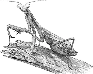 Black And White Insect Art Stampe: Praying Mantis