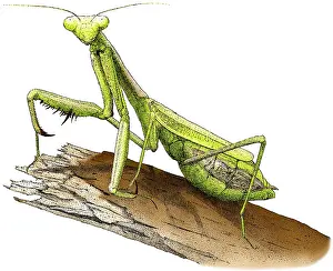 Stampe di Illustrazione a matita e inchiostro colorizzata di una mantide religiosa della California (Stagmomantis californica) Mantide Religiosa Stampe: Calabrone Preghiante