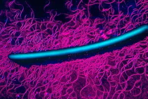 Medical Microbiology Images Stampe: Proteus
