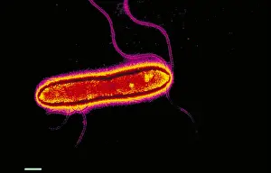 Gram Negative Bacteria Stampe: Pseudomonas cepacea