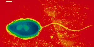 Electron Microscopy Images Stampe: Pseudomonas cepacea