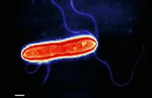 Electron Microscopy Images Stampe: Pseudomonas cepacea