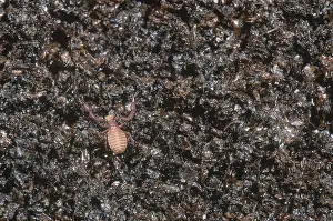 Arachnid Wildlife Stampe: Pseudoscorpion