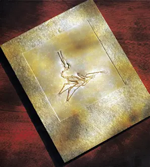 Jurassic Period Fossils Stampe: Pterodactylus Elegans