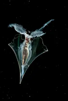 Transparent Ocean Animals Stampe: Pteropod