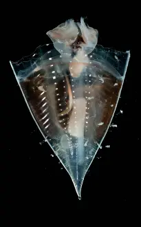 Transparent Ocean Animals Stampe: Pteropod