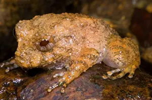 Central American Wildlife Stampe: Rain Frog