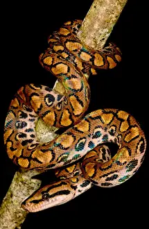Peruvian Wildlife Stampe: Rainbow Boa