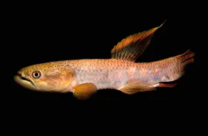 Bony Fish Types Stampe: Rainbow Wolf Fish