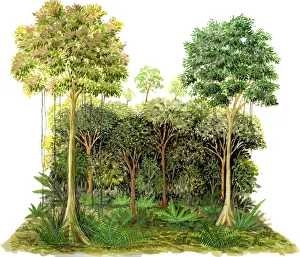 Rainforest Plant Life Stampe: Rainforest