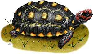 South American Reptiles Stampe: Red-footed Tortoise